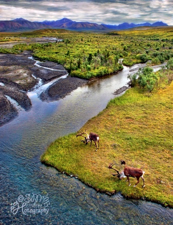 Two Caribou Grazing Along a River