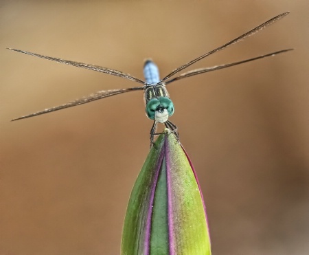 Poised for Takeoff