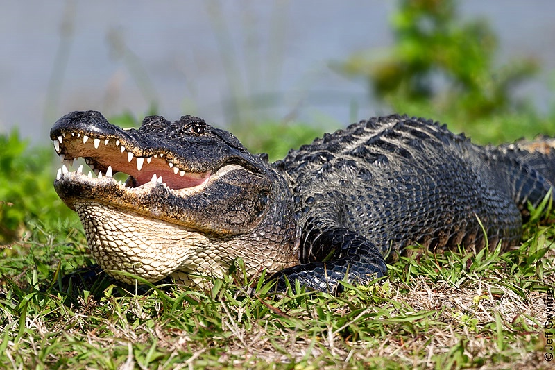 American Alligator - ID: 14028665 © Jeff Gwynne