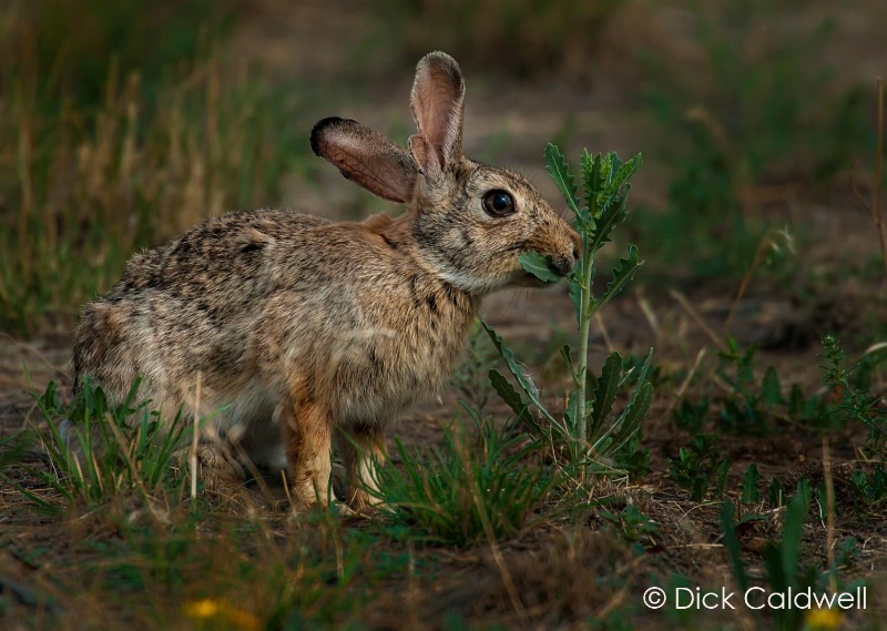 Colorado Springs Rabbit