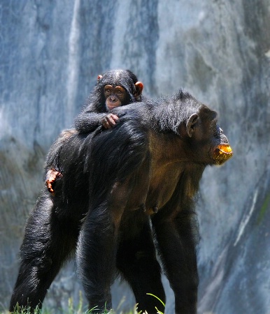 Hitching A Ride On Mom