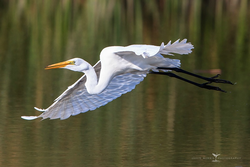 Great Egret Flyby