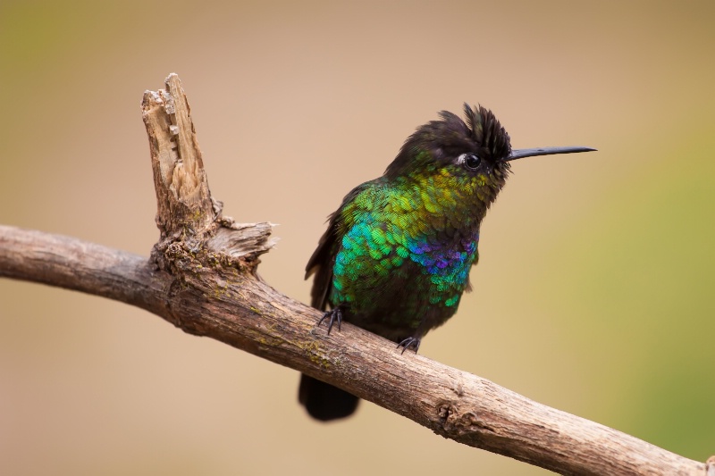 Fiery-Throated Hummingbird