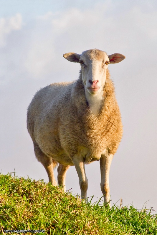Portrait of a Lamb