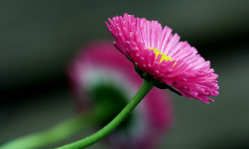 summer in bloom