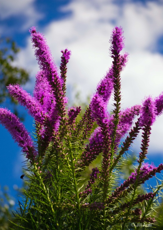 Purple Flowers Meet Sky