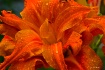 Orange Lilly