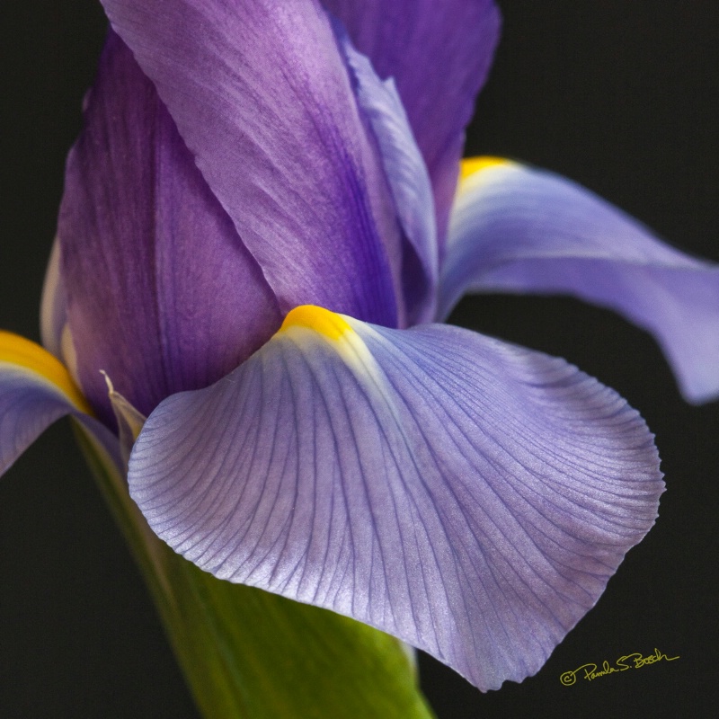Iris 1 - ID: 14032706 © Pamela Bosch