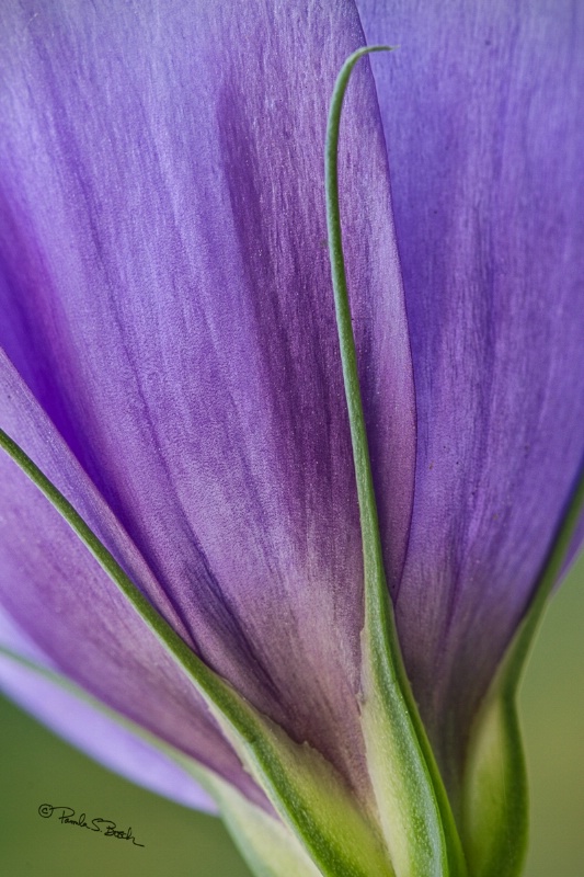Purple Beauty - ID: 14032709 © Pamela Bosch