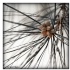 © Pam Bosch PhotoID # 14032723: Pine Bough