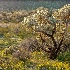 © Pam Bosch PhotoID # 14032728: Spring at Picture Rocks