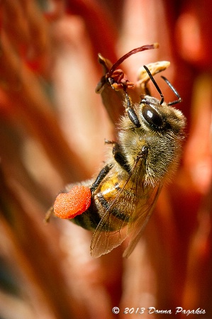 Collecting Pollen 