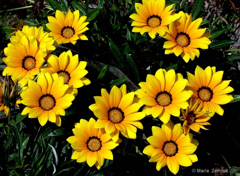 Flowers in the garden