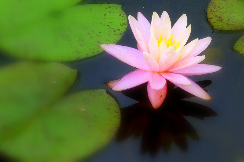 WATER LILLY - ID: 14033650 © John V. Roscich