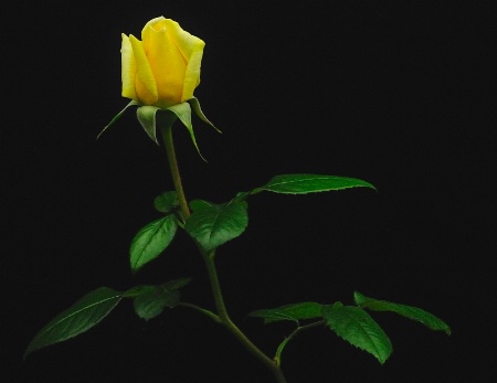      "My Rose"