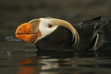Swimming Tufted Puffin