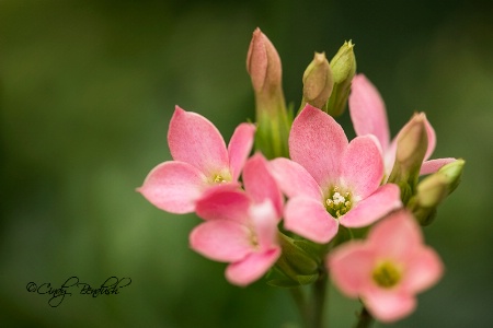 Pink Kalanchoe