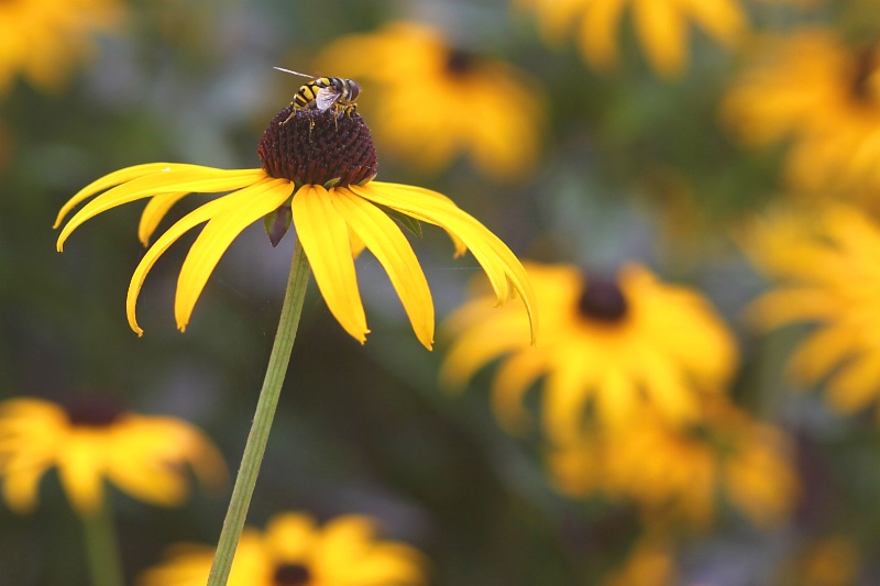 sea of yellow