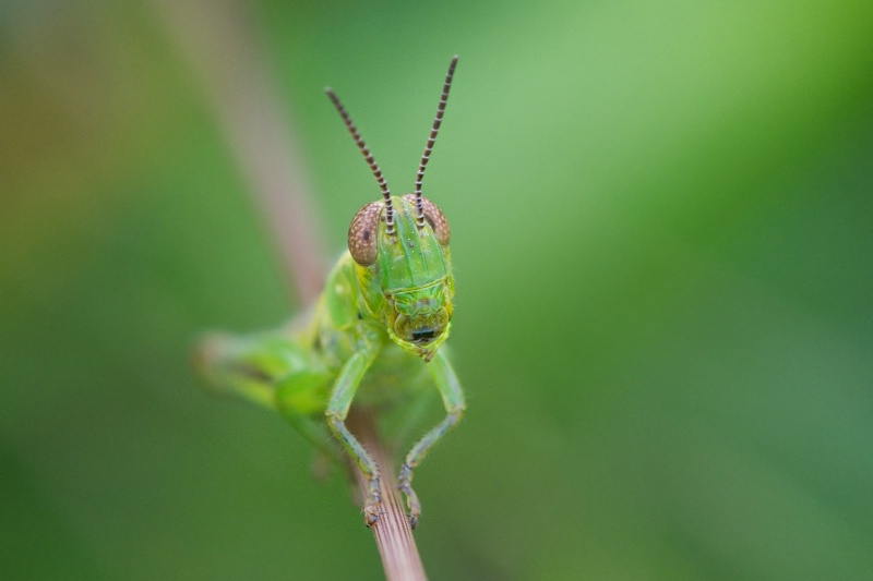 Shy Grasshopper - ID: 14036410 © Kitty R. Kono