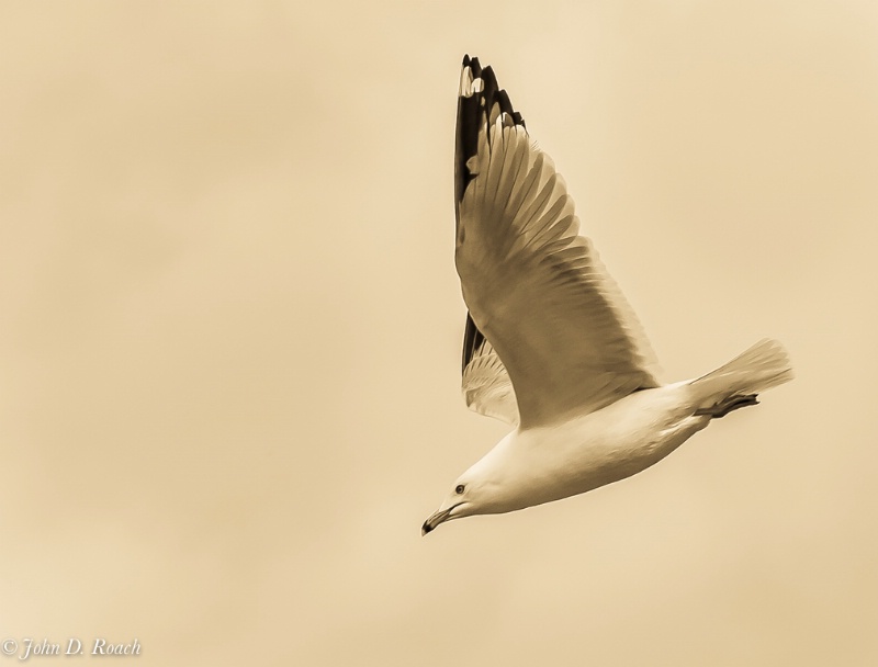 The Gull - ID: 14036505 © John D. Roach