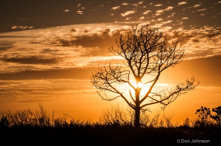 Sunrise Tree