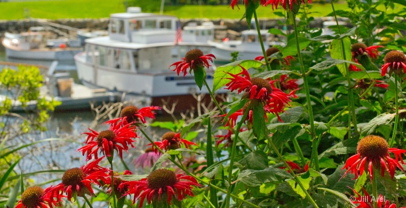 Red flowers at Perkins Cove