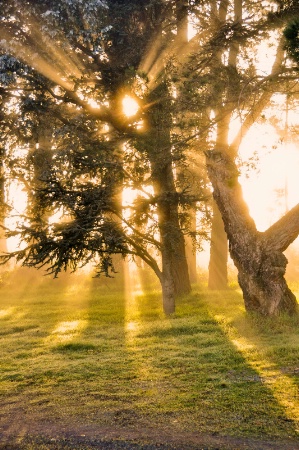 Morning Sunlight