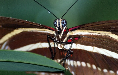 Butterfly Rain 