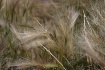 Grass