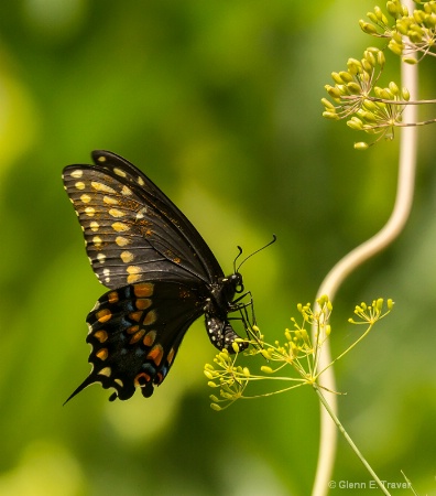 Laying Eggs