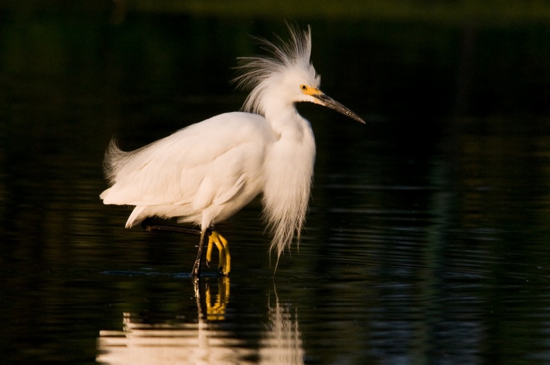 Egret Hairdo