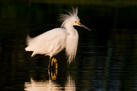 Egret Hairdo