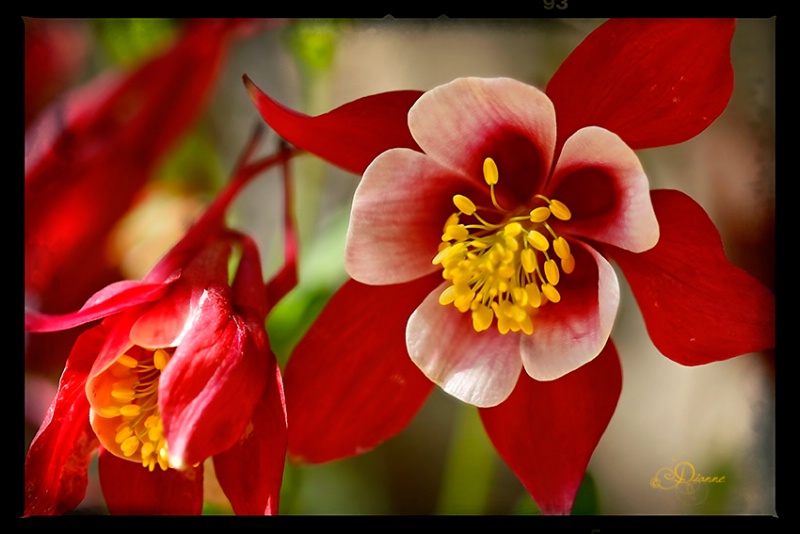 Red Columbine