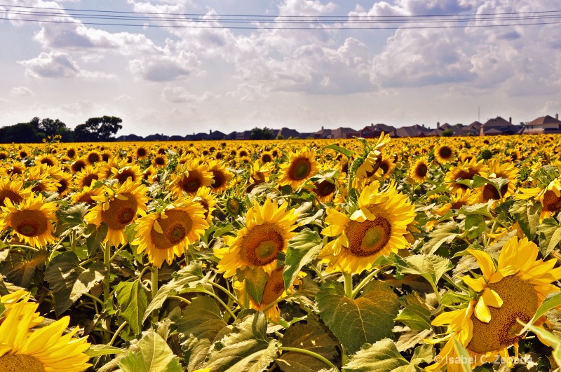 GIRASOLES=SUN FLOWERS