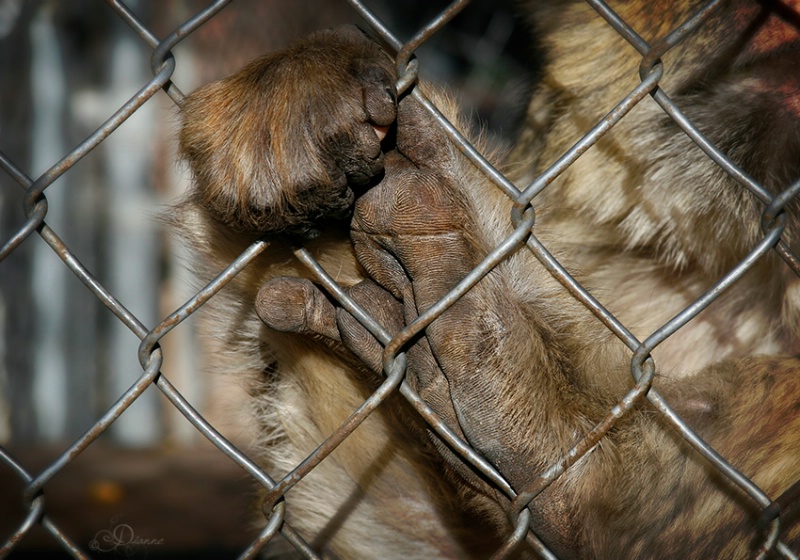 Monkey Hand - LV Zoo