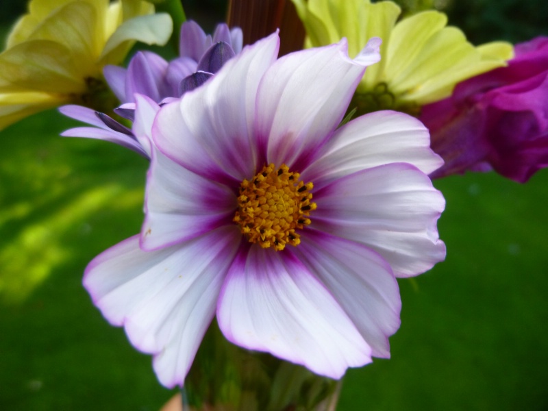 Back Deck Flowers