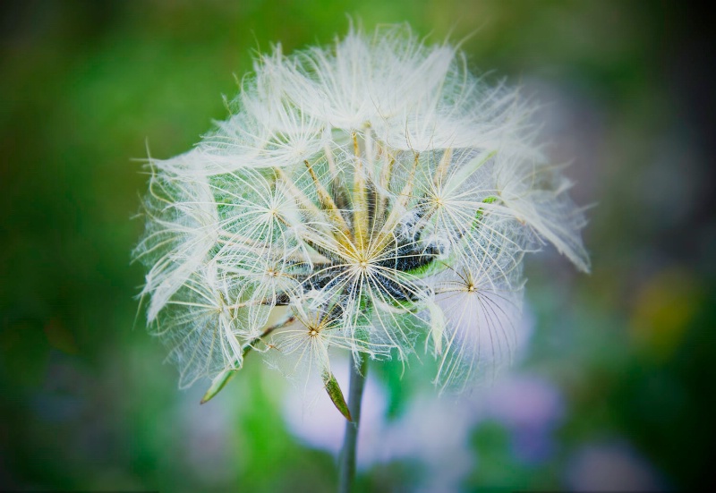 gone to seed  godetia  pe complex