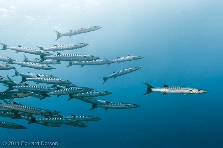 Schooling Chevron Barracudas - ID: 14041766 © Edward Dorson