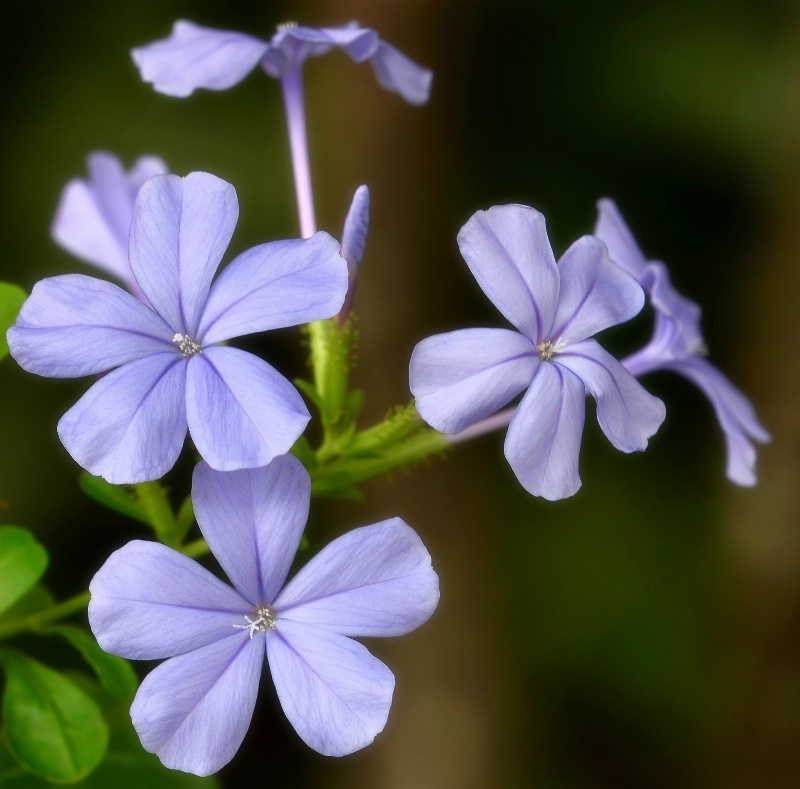 ~~~Plumbago~~~