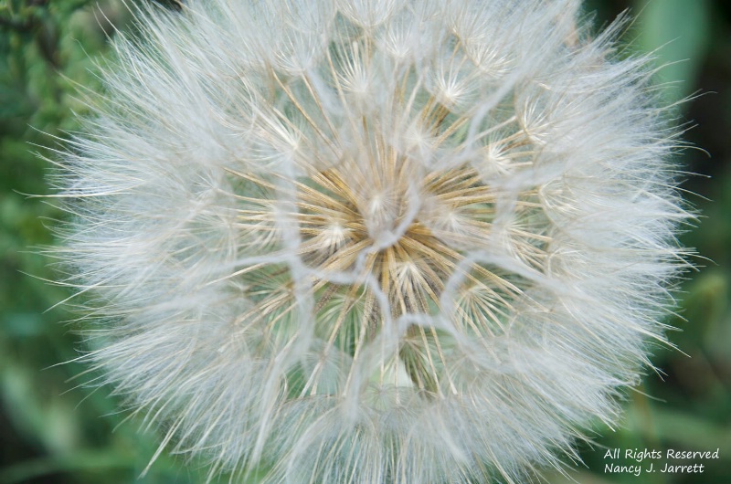 dandelion dreams