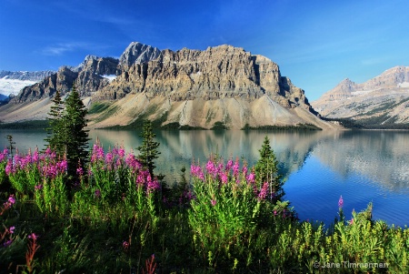 Fireweed @ Bow Lake -- Canada