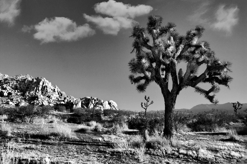 Mojave Desert 