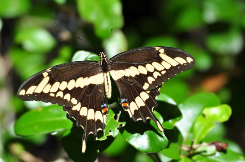 Beautiful Swallowtail Butterfly