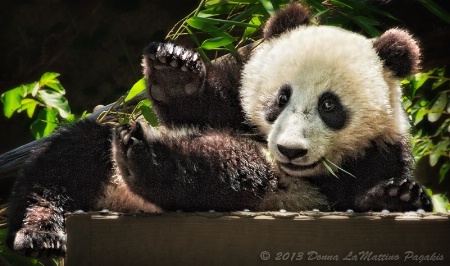 Cuddly Baby Panda 
