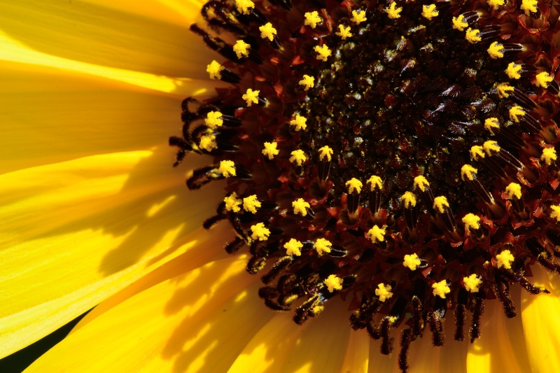 Sunflower Swirl