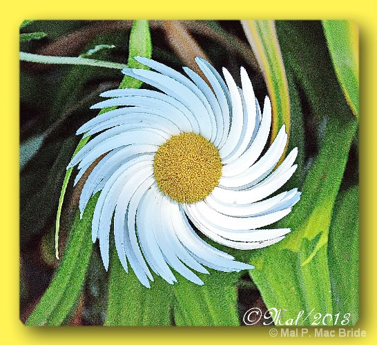 Swirling Flower - ID: 14044624 © Malcolm Mac Bride