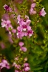 Romantic Flowers