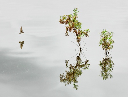 starling-over-pasely-pond