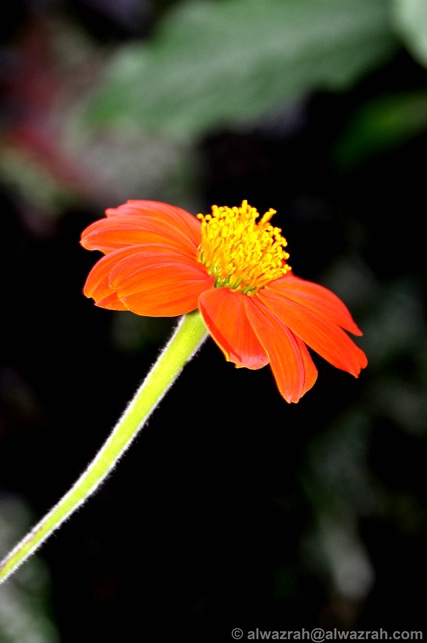 Morning Flower