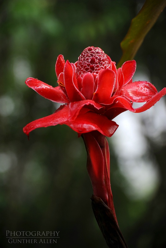 Dewy Torch Ginger